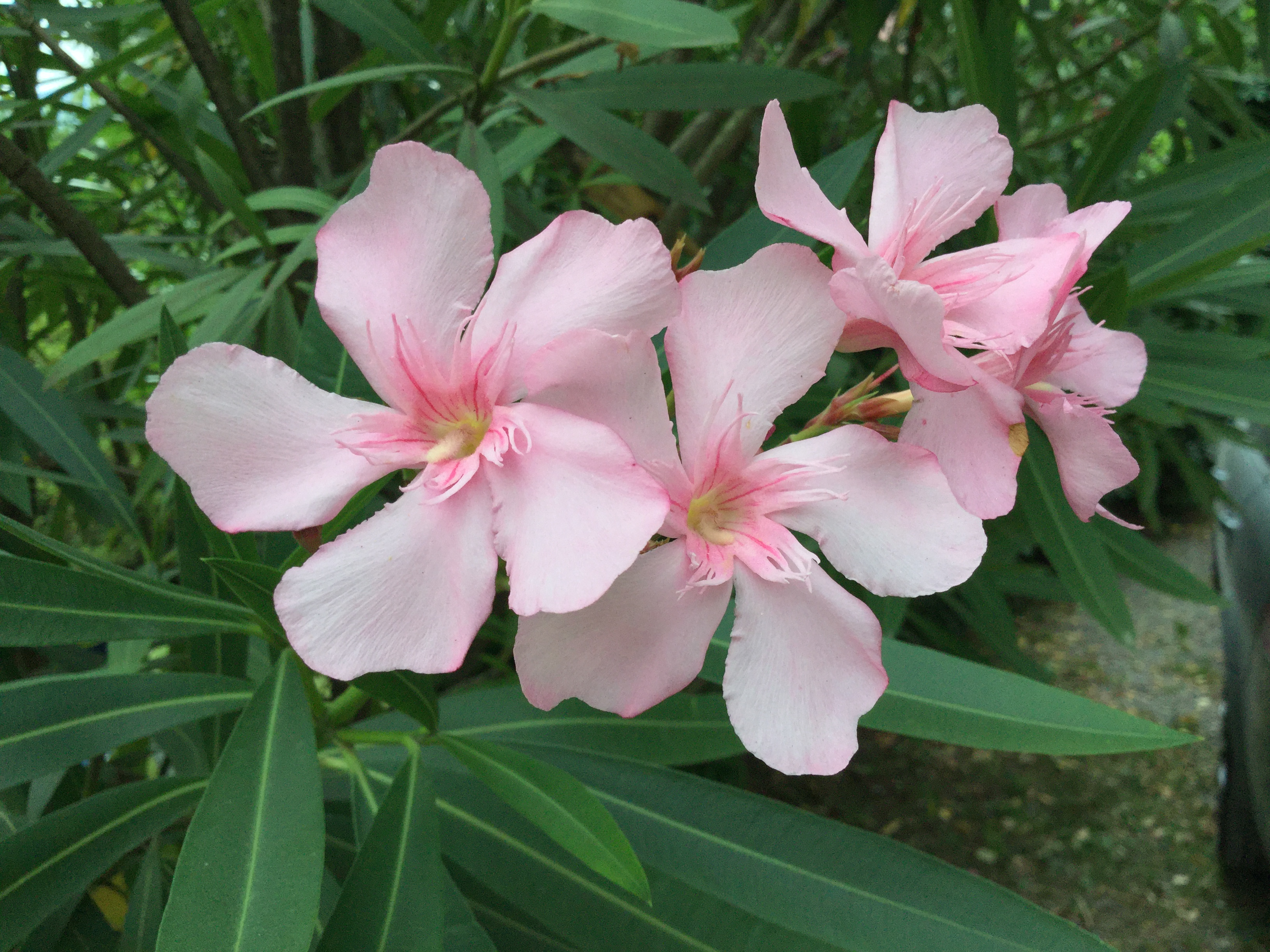 Autoimmun Wordartist